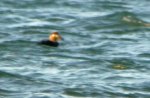 Surf Scoter, Brand's Bay,
