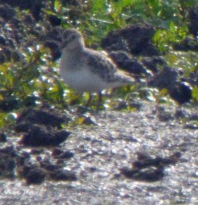 Baird's Sandpiper, WWT (21) copy
