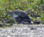 Baird's Sandpiper, WWT (15) copy