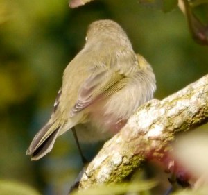 Siberian Chiffchaff, WWT Slimbridge, 4 November 2013, MJMcGill (10) copy