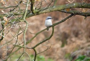 Great Grey Shrike, Staple Edge Wood, FoD, MJMcGill, 29 Nov 13