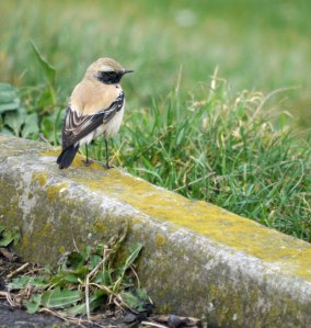 Desert Wheatear, Severn Beach, MJMcGill