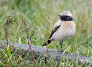 Desert Wheatear, Severn Beach, 002, MJMcGill