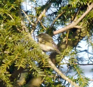 Hume's Leaf Warbler, Northants, 001,