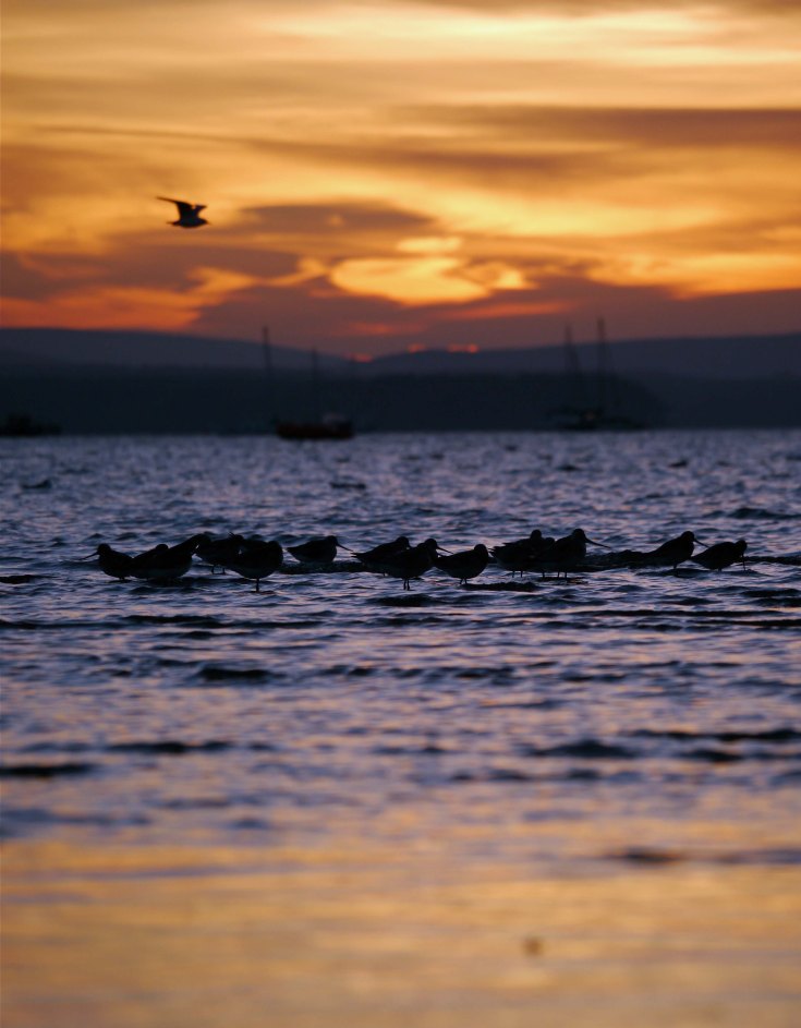 Bar-tailed Godwit, Poole Harbour, Dorset, MJMcGill