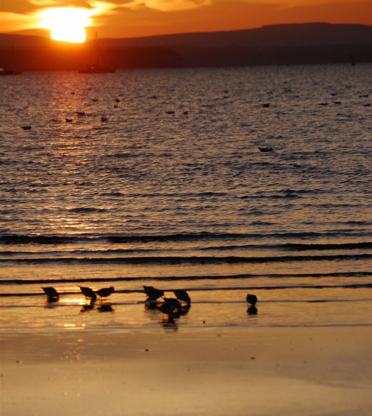 Sanderling sunset, Sandbanks, Dorset, MJMcGill