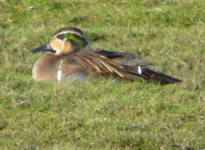 Baikal Teal, Crossen's outer marsh, Lancs, MJMcGill