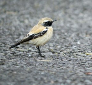 Desert Wheatear, Severn Beach, 001, MJMcGill