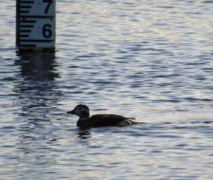 Long-tailed Duck, Junction pool, Marshside, MJMcGill