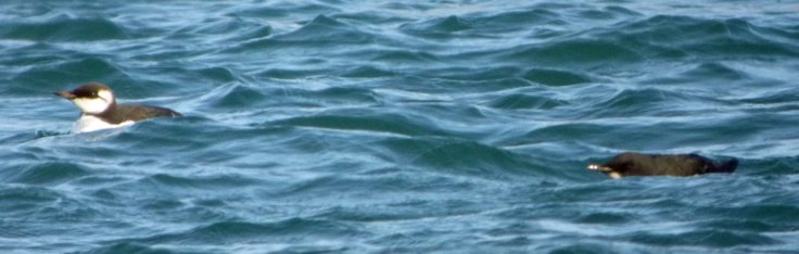 Common and Brunnich's Guillemot, Portland Harbour