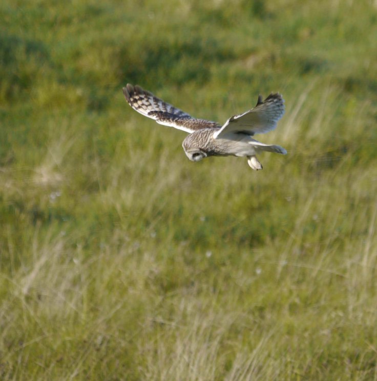 Short-eared Owl, Grenitone, N Uist, 28-05-14, MJMcGill, 001