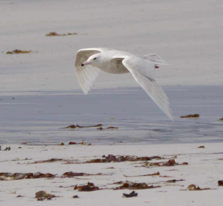 Glaucous Gull, first summer, Ard an Runair, N Uist, MJMcGill, 27-05-14, 001
