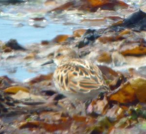 Little Stint, S Uist, MJMcGill, 001