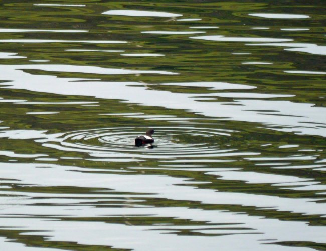 Black Guillemot, Uig, MJMcGill, 28-05-14