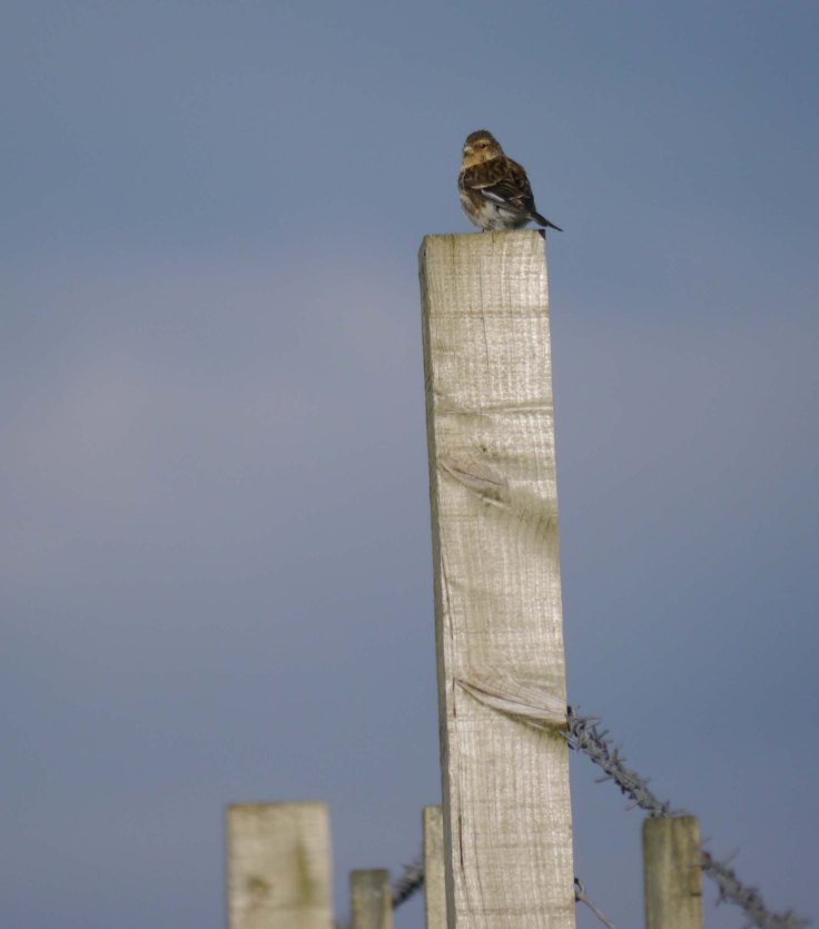 Twite, N Uist, 27-05-14, MJMcGill