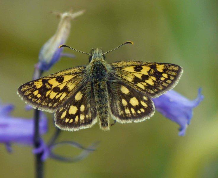Chequered Skipper, Allt Mhuic, 28-05-14, MJMcGill, 001
