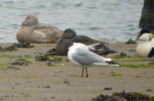 Eider, contrasting females, Ythan, Aberdeenshire