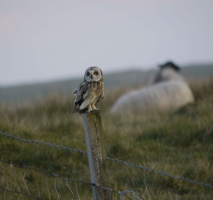 Short-eared Owl, Grenitone, N Uist, 28-05-14, MJMcGill