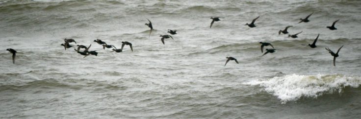 Common Scoter flypast, Blackdog