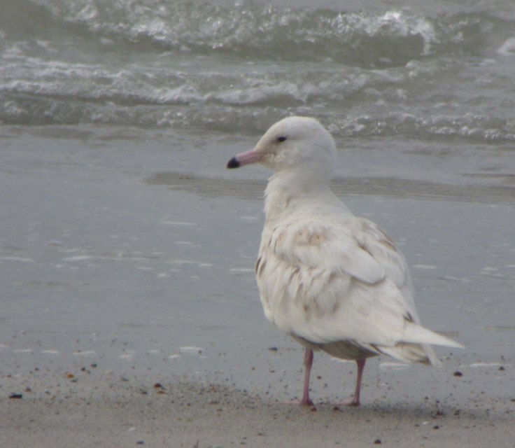 Glaucous Gull, first summer, Ard an Runair, N Uist, MJMcGill 27-05-14