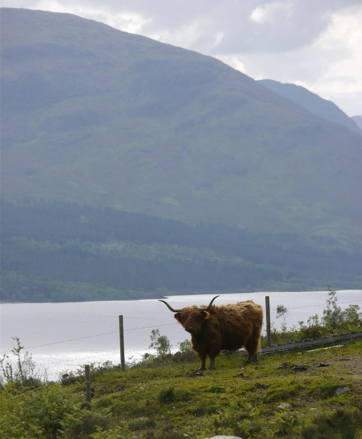 Highland Cow, Alt Mhuic, MJMcGill