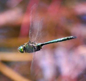 Brilliant Emerald Somatochlora metallica, Lake Bohinj, Slovenia, MJMcGill 06-08-14 (8)_edited-1