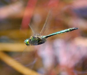 Brilliant Emerald Somatochlora metallica, Lake Bohinj, Slovenia, MJMcGill 06-08-14 (3)_edited-1