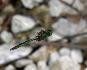 Brilliant Emerald Somatochlora metallica, Lake Bohinj, Slovenia, MJMcGill 06-08-14 (15)_edited-1