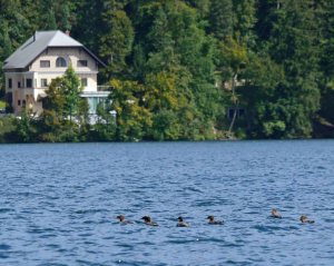 Goosander on Lake Bled, Slovenia_edited-1