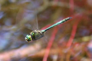 Brilliant Emerald Somatochlora metallica, Lake Bohinj, Slovenia, MJMcGill 06-08-14 (17)_edited-1