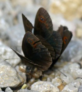 butterflies, Breginski Stol