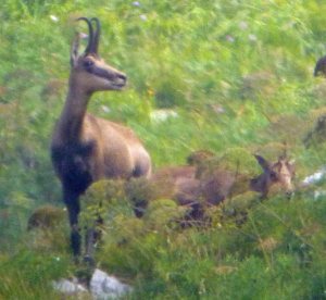 Chamois, Breginjski Stol, Slovenia, MJMcGill