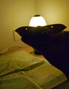 001, Emperor Moth, female, Saturnia pavonia (1)