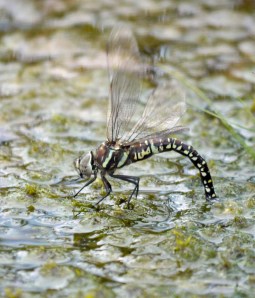 Common or Moorland Hawker, Blejsko Barje, Pokljuka, Slovenia, MJMcGill