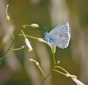 001, blue sp, Breginkski Stol, near Kobarid, Slovenia, MJMcGILL