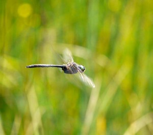 Northern Emerald, Veliko Blejsko Barje, Pokljuka, Slovenia, MJMcGill 001