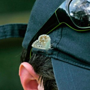 001, blue butterfly sp, Soca Valley, near Kobarid (1)