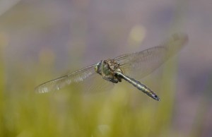 Northern Emerald, Veliko Blejsko Barje, Pokljuka, Slovenia, MJMcGill