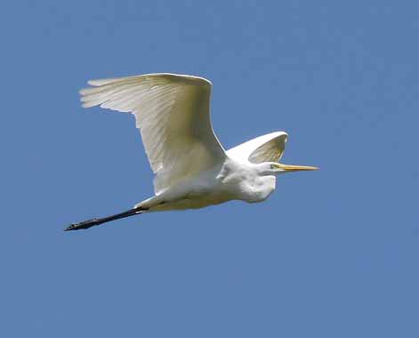 Great White Egret, Lake, Cerknica, Slovenia, MJMcGill (1)_edited-1