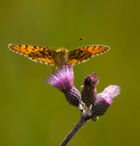 Niobe or Dark Green Fritillary, Veliko Blejsko, Barje, Pokljuka, Solvenia, MJMcGill