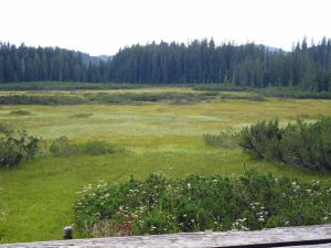 Barje Sijec, Pokljuka, Slovenia, MJMcGill