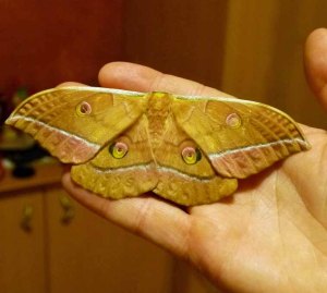 Emperor Moth, female, Saturnia pavonia (27)_edited-2