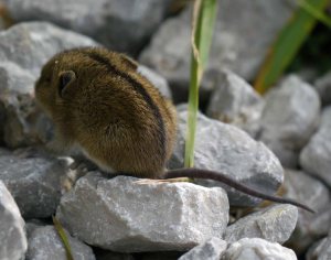Striped Field Mouse Apodemus agrarius, Breginjski Stol, Slovenia, MJMcGill (6)_edited-1