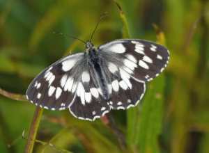 001, Marbled White procida form, Berginjski Stol, Slovenia (1)_edited-1