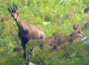 Alpine Chamois, Breginjski Stol, Slovenia, MJMcGill