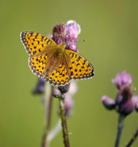 Niobe or Dark Green Frtillary, Barje Sijec, Pokljuka, Slovenia, MJMcGill
