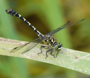 Green Pincertail, Slovenia, MJMcGill