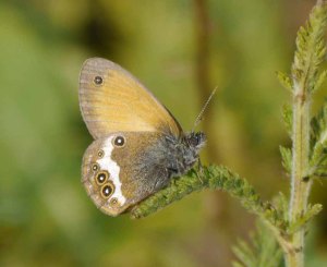 Breginski Stol butterfly