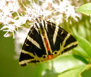 Jersey Tiger, near Kobarid, Slovenia (1)_edited-1