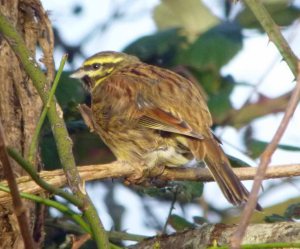 Cirl Bunting, Broadsands, MJMcGill